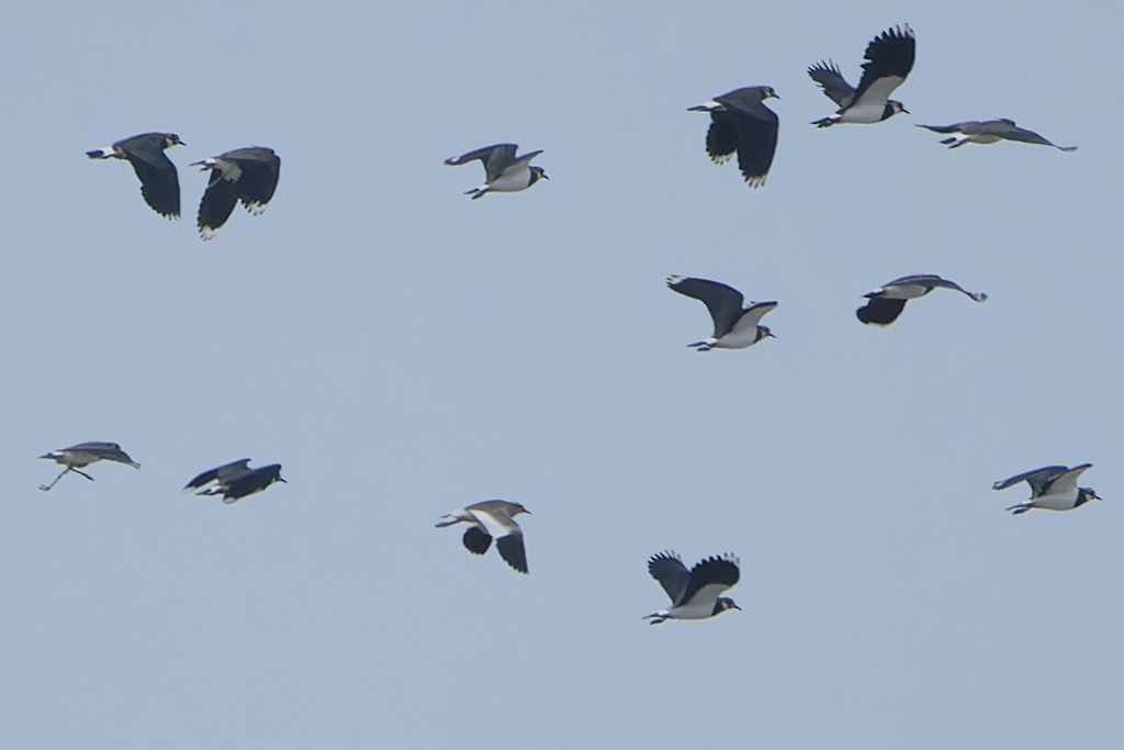 Sociable Lapwing